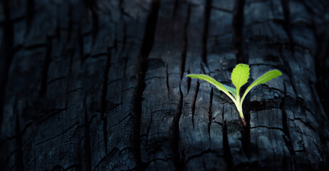 Sprout of a plant grows on a burnt tree trunk. concept of new life and hope