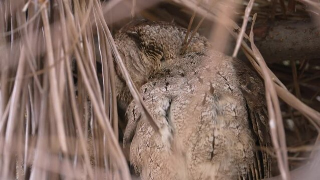 Collared scops owl, adult, and owlet on the nest, close-up and slow motion

