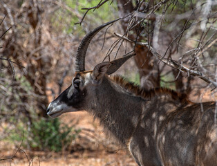 Sable antelope, Hippotragus niger, with magnificent horns, Namibia Kopie