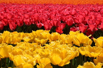Bunte Tulpen im Tulpenfeld in Reihen mit verschiedenen Farben