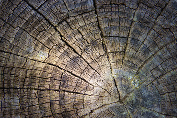 Top view image of textured tree log with texture