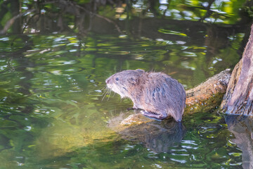 Fototapeta premium Portrait of a muskrat, ondatra zibethicus, rodent found in wetlands