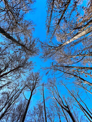 Tree crowns without leaves