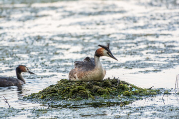 Great Crested Grebe, Podiceps cristatus, water bird sitting on the nest, nesting time on the green lake