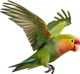 Close-up image of a Peach-Faced Lovebird. 
