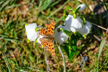 Orange butterfly Argynnis on a white, spring flower Leucojum vernum