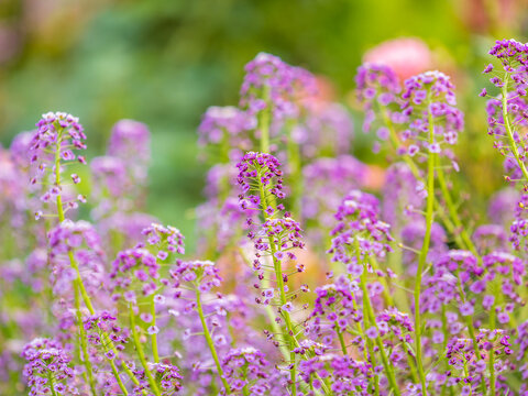 Verbena bonariensis flowers, Argentinian Vervain or Purpletop Vervain, Clustertop Vervain, Tall Verbena, Pretty Verbena, in garden