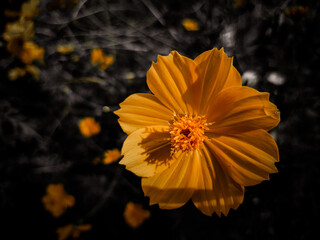 Sulfur cosmos _ Yellow flower
