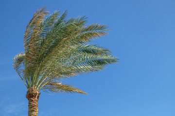 Palm tree in the wind before blue sky. Concept for stormy times and windy weather.