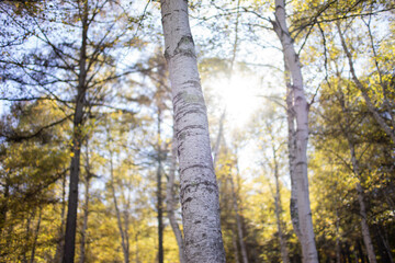 秋の白樺の森に差し込む太陽