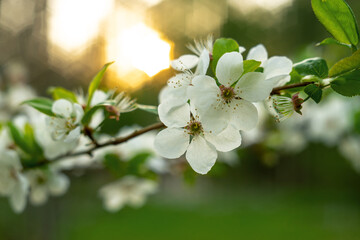 Cherry blossoms in the garden.Spring flowering of trees.