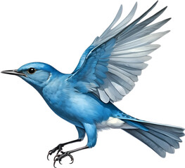 Close-up image of a Mountain Bluebird. 