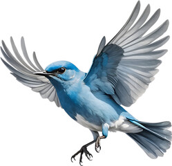 Obraz premium Close-up image of a Mountain Bluebird. 