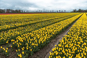 Colorful tulip fields in the Dutch province of Flevoland in the municipality of Noordoostpolder with cloudy sky.