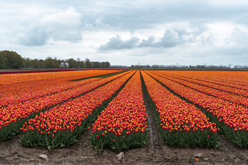 Aerial view of bulb-fields in springtime, colorful tulip fields in the Netherlands Flevoland during Spring, fields with tulips
