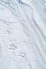 雪の上に残った動物の足跡。
