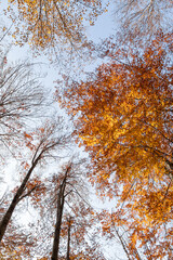 herbstlicher Wald mit Baumkronen von Buchen