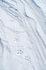 雪の上に残った動物の足跡。