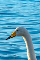 湖の水色の水面を背景にした白鳥の頭のクローズアップ。