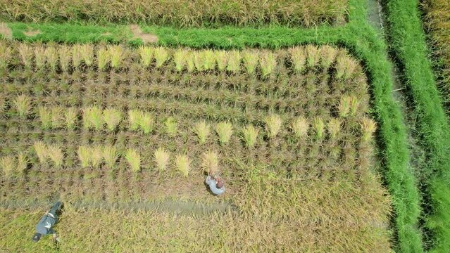Establish aerial view or Top view of Farmers working at rice fields. Agam, West Sumatra.