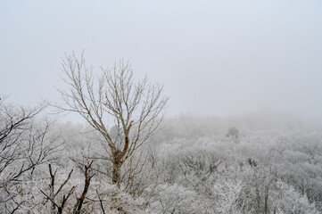 Obraz na płótnie Canvas 白い霜を纏った冬の森の木々。