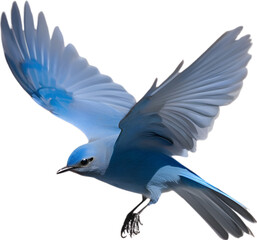 Obraz premium Close-up image of a Mountain Bluebird. 