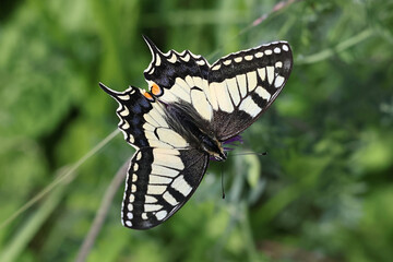 Swallowtail, Papilio machaon, also known as old world swallowtail, butterfly from Finland