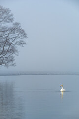 静寂の湖の一羽の白鳥と湖畔の木。北海道の屈斜路湖。