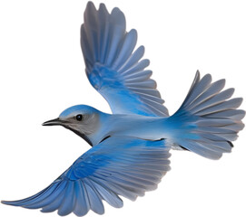 Obraz premium Close-up image of a Mountain Bluebird. 