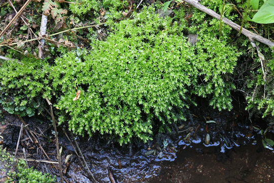 Swan's-neck Thyme-moss, Mnium hornum, wild moss from Finland