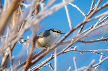 木の枝にとまったゴジュウカラ
