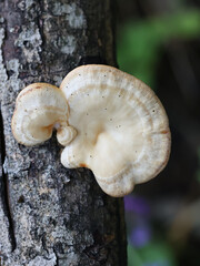 Neofavolus suavissimus, also known as Lentinus suavissimus, an oysterling mushroom from Finland, no common English name