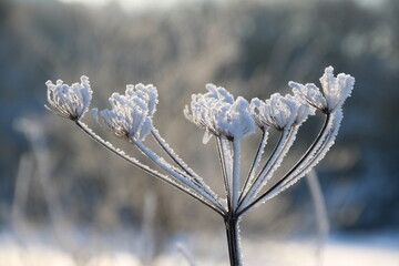 Frostblume / Eisblume in der Natur mit Raureif