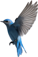 Obraz premium Close-up image of a Mountain Bluebird. 
