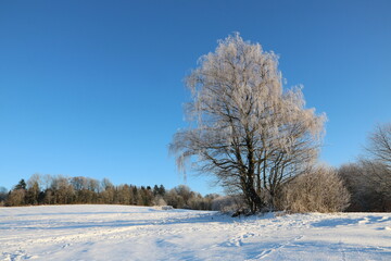 Friedvolle Naturlandschaft auf Lichtung am Waldrand mit Schnee auf der Wiese und Baum mit Raureif