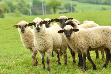 A flock of domestic sheep graze on a green meadow on a farm