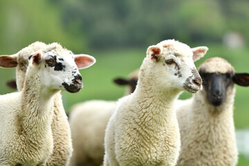 A flock of domestic sheep graze on a green meadow on a farm - obrazy, fototapety, plakaty