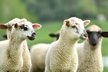 Fotobehang A flock of domestic sheep graze on a green meadow on a farm © Pavol Klimek