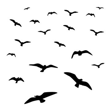 birds circling in the sky, black