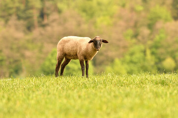 Portrait of domestic sheep grazing on green grass
