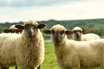 Fototapeta premium close-up of a sheep's head on the farm on the meadow