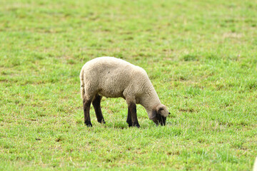 Naklejka na ściany i meble Portrait of domestic sheep grazing on green grass