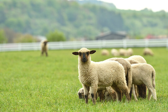 A flock of domestic sheep graze on a green meadow on a farm