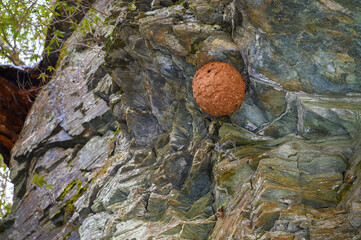 スズメバチの巣