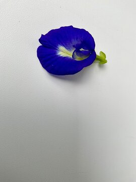 Butterfly pea or cordofan pea (Clitoria ternatea) on white background. The flowers of this vine were imagined to have the shape of human female genitals.