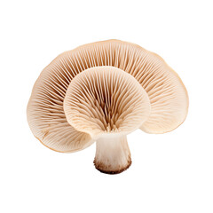Mushroom isolated on transparent and white background. Ideal for use in advertising. Generative ai