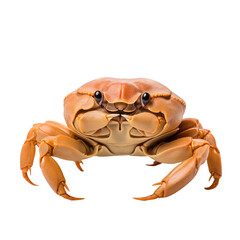 Fototapeta premium Young crab isolated on transparent and white background. Ideal for use in advertising. Generative ai