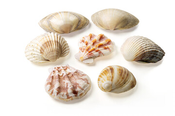 Seashells and shells on white background
