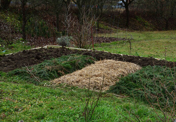 Agricultural plowed field ready for winter before frost covered with needles