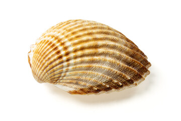 Seashells and shells on white background